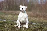 BOULEDOGUE AMERICAIN 008